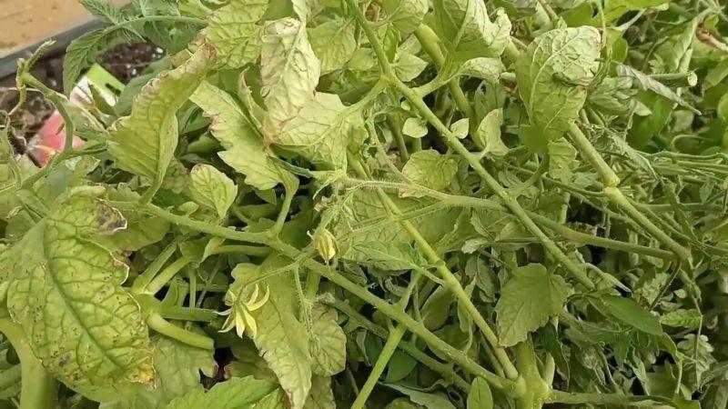 Не викидаю бадилля томатів: три корисних застосування листя та пасинків