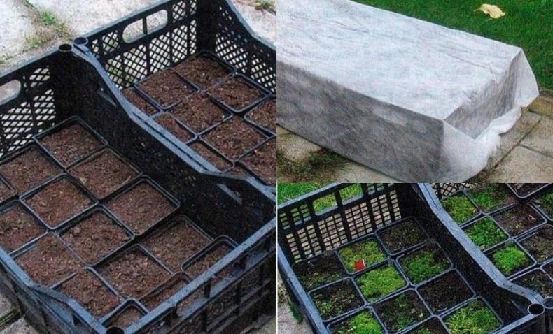 Чому я сію квіти під зиму: мої правила