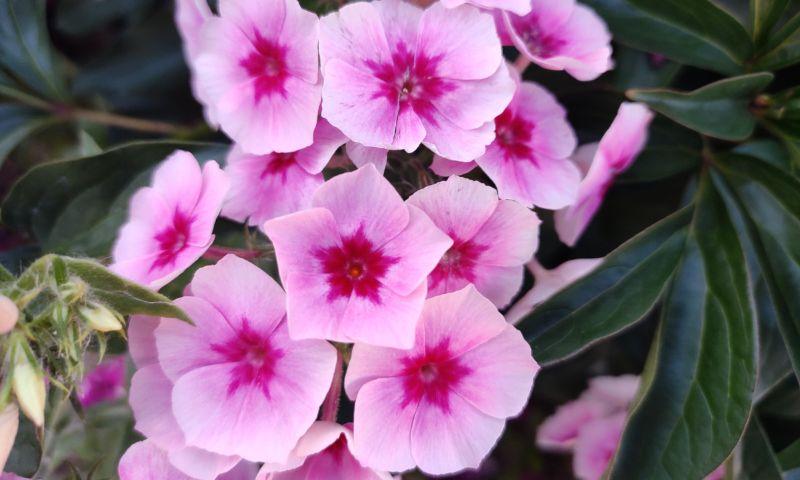 Чому я сію квіти під зиму: мої правила