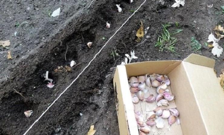 5 помилок посадки озимого часнику, через які часник може не вирости