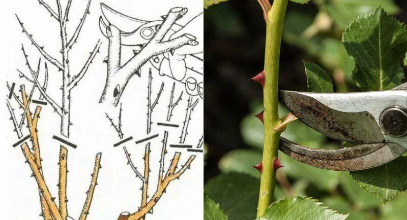 Як захистити троянди від зимових морозів: правила осінньої обрізки