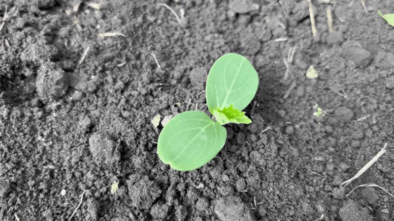 Підживлення огірків