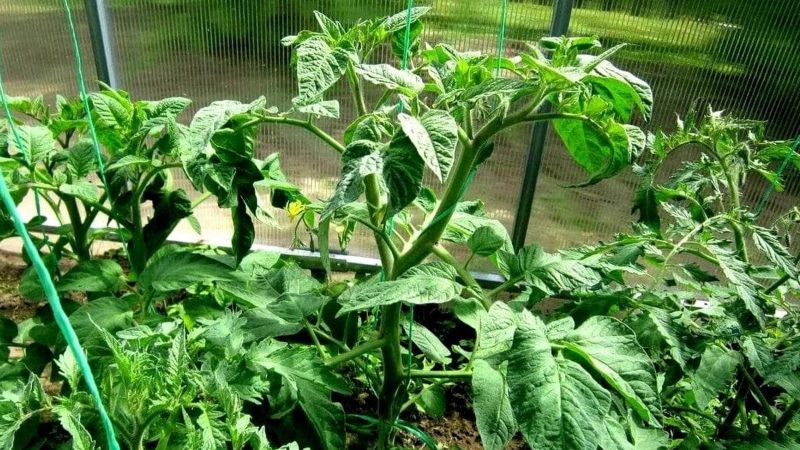 Щоб томати не жирували