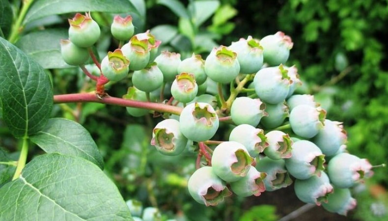 Чим підживити лохину для великого врожаю