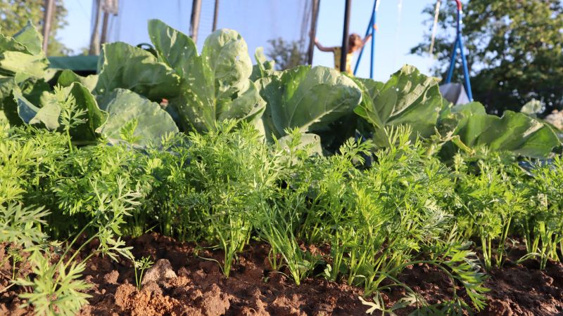 Підживіть цим моркву влітку і побачите якою великою і рівною вона виросте