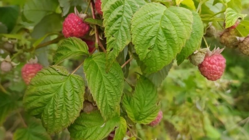 Як збільшити урожай малини. Застосовую лише одне добриво