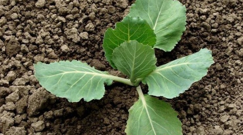 Чим підживити капусту для тугих і соковитих качанів: схема для будь-якого ґрунту