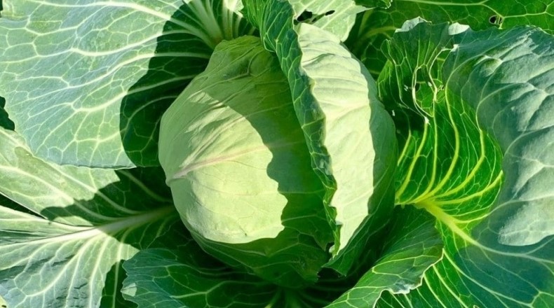 Чим підживити капусту для тугих і соковитих качанів: схема для будь-якого ґрунту
