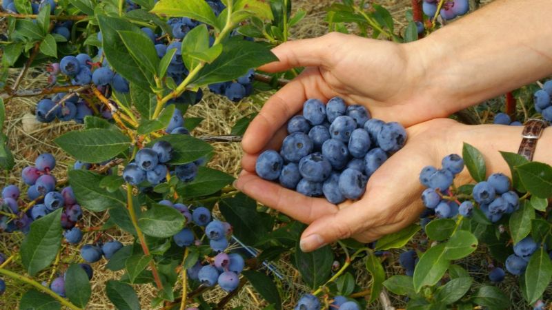 Чим підживити лохину