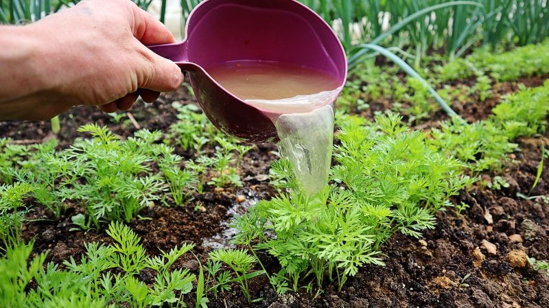 Підживлення моркви в червні