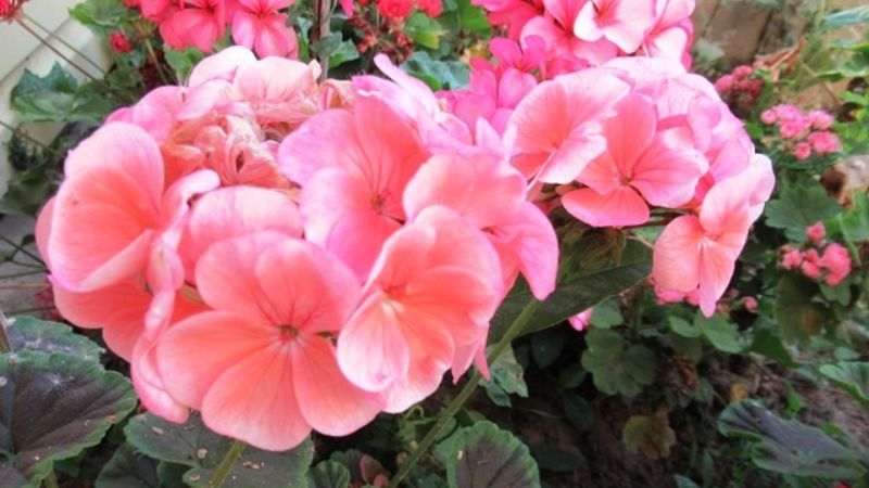 Живцювання пеларгонії у вересні