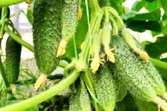 Підживлення для огірків під час плодоношення