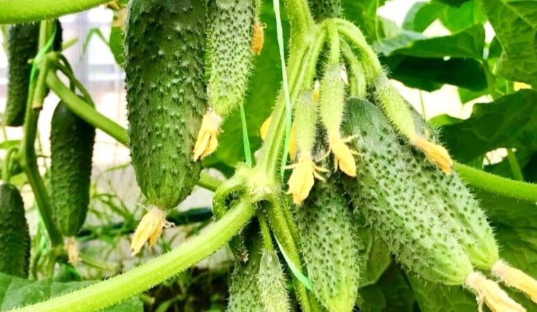 Підживлення для огірків під час плодоношення