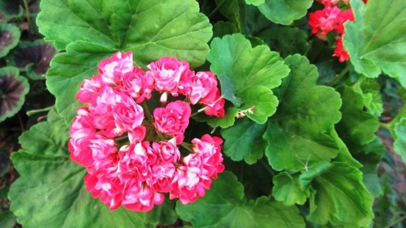 Живцювання пеларгонії у вересні