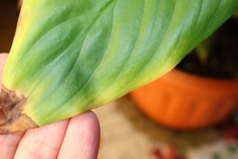 Чому сохне листя у кімнатних рослин