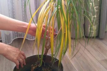 Якщо листя драцени жовтіють і сохнуть