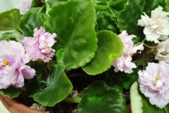 Чому скручується листя у фіалки