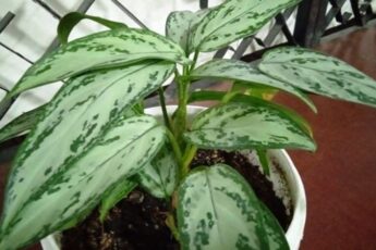 Догляд за Аглаонемою