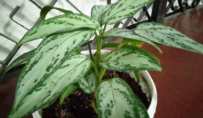 Догляд за Аглаонемою