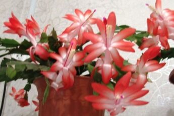 Догляд за різдвяником для цвітіння