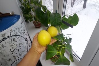 Вирощування лимону вдома