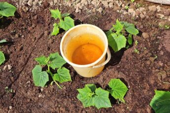 Як вирощувати огірки у відкритому ґрунті