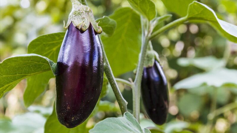 Тонкощі вирощування міцної розсади баклажанів в лютому-березні