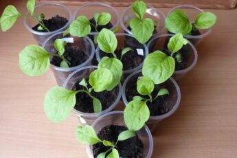 Тонкощі вирощування міцної розсади баклажанів