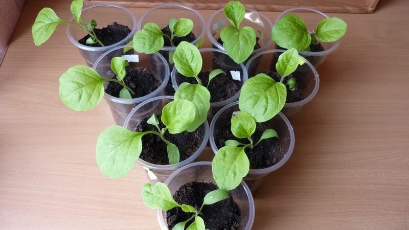 Тонкощі вирощування міцної розсади баклажанів