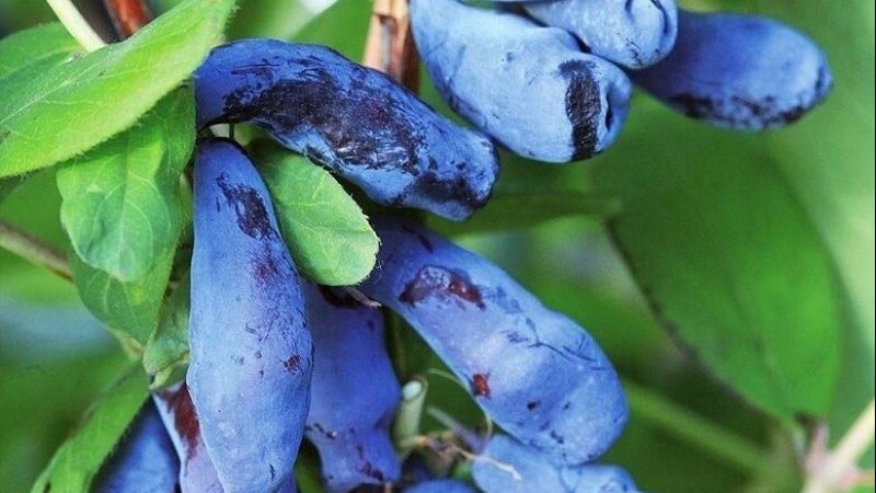 Чим підживити жимолость після сходу снігу