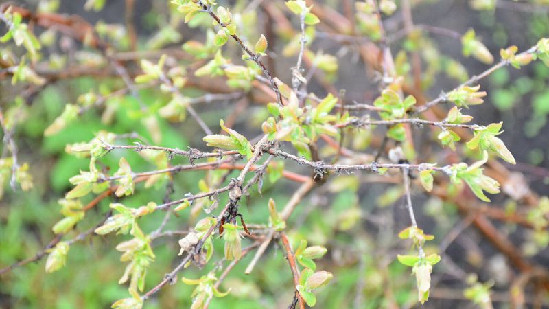 Чим підживити жимолость після сходу снігу