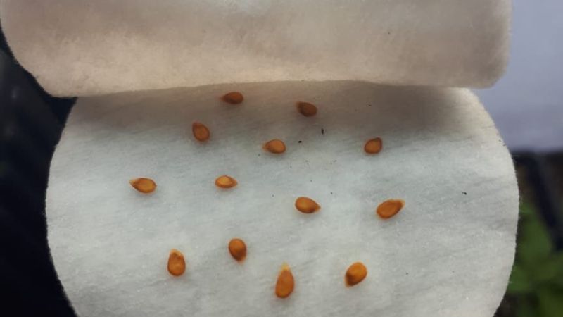 Як правильно підготувати насіння помідорів до посіву щоб вони швидше зійшли