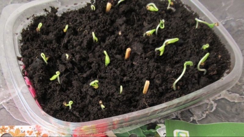 Коли з'являються сходи баклажанів і як доглядати за ними