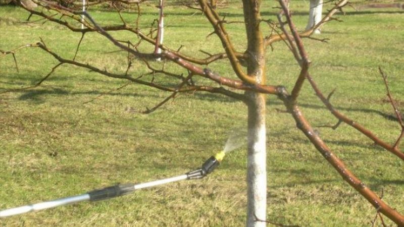 Перше весняне обприскування саду: чим і коли обробляти дерева