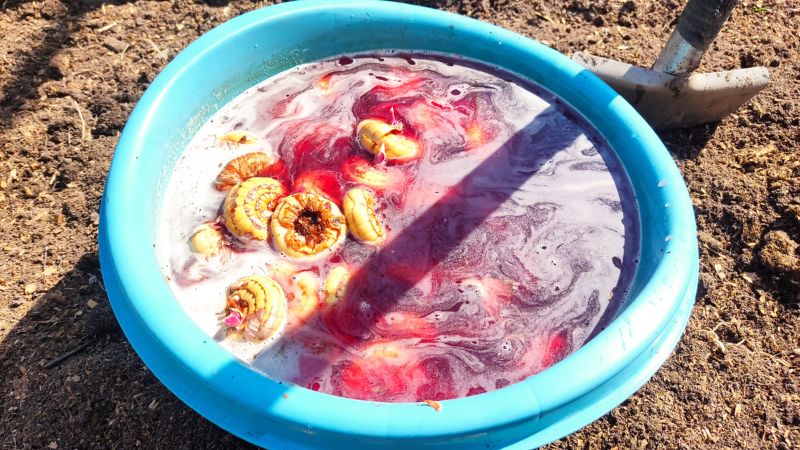 Я посадив тисячі гладіолусів і знайшов найкращий спосіб посадки цибулин навесні