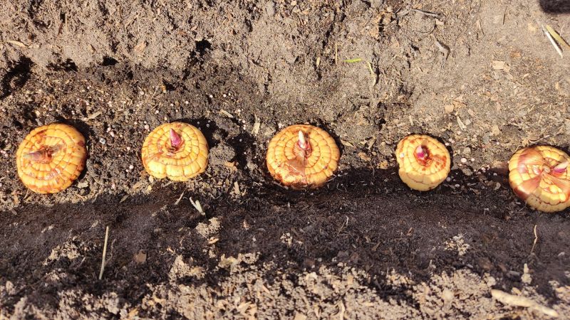 Я посадив тисячі гладіолусів і знайшов найкращий спосіб посадки цибулин навесні