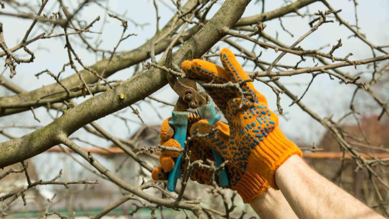 Обрізка плодових дерев: як правильно сформувати крону і отримати щедрий урожай