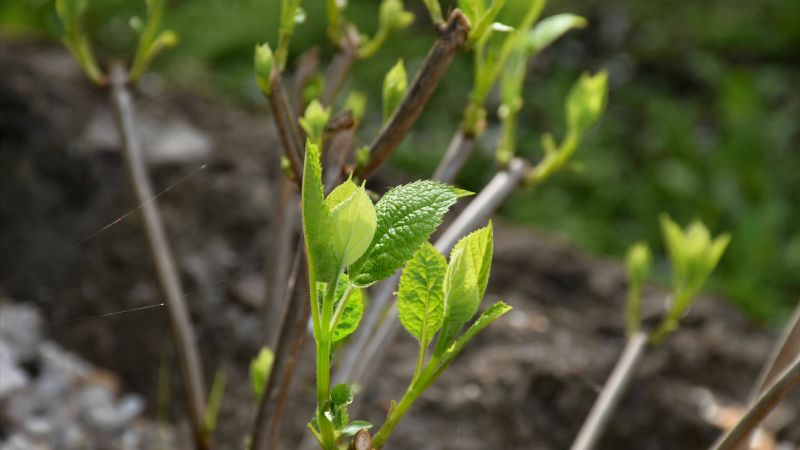 Гортензія цвістиме як у садовому журналі: що обов'язково зробити у березні