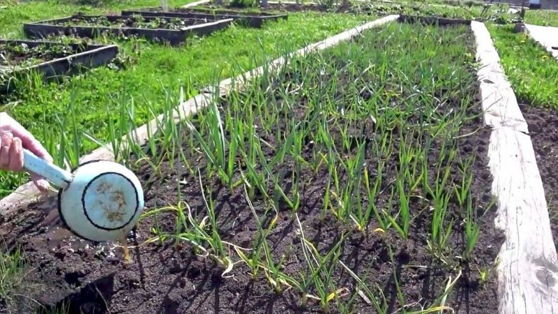 Часник виросте великим і соковитим, якщо правильно підживити його навесні