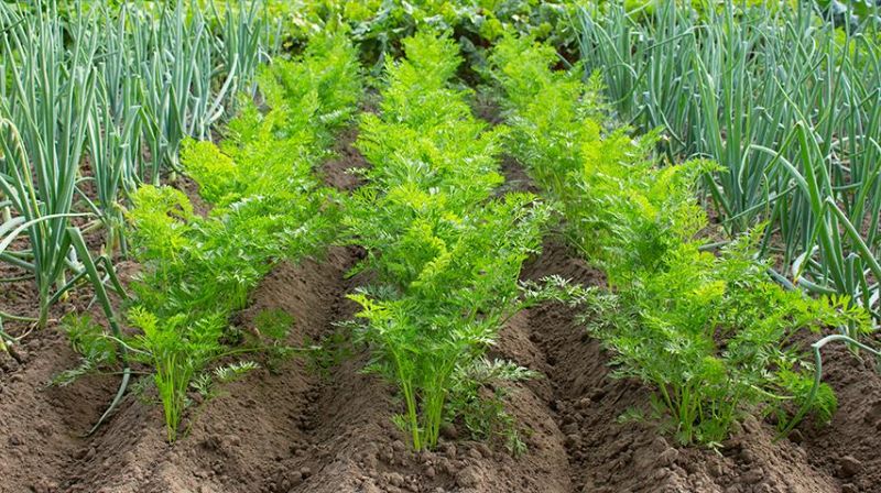 Бабусин спосіб посіву моркви