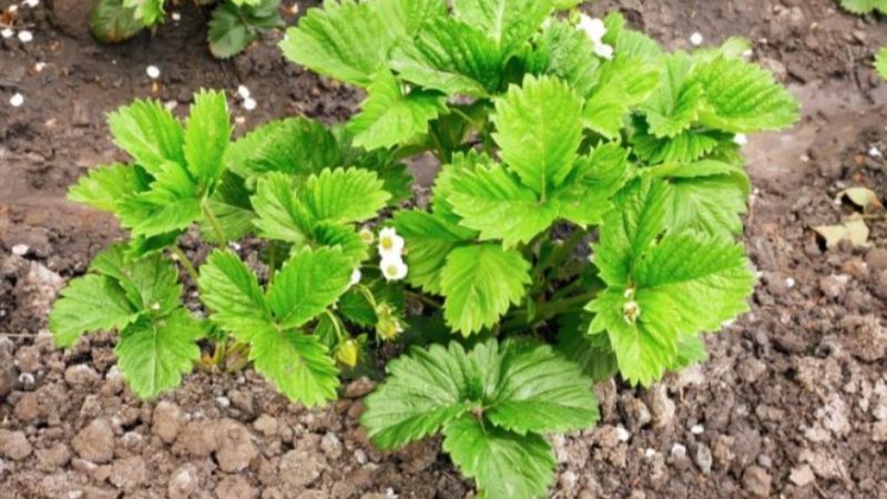 Весняний догляд за полуницею: підживлення, яке працює