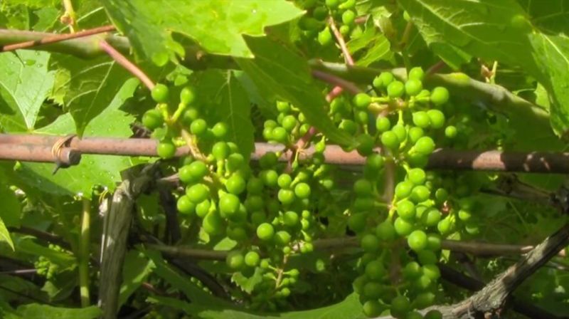 Чим удобрити виноград після зими