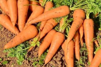 Бабусин спосіб посіву моркви