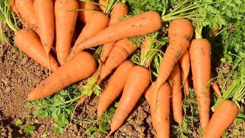 Бабусин спосіб посіву моркви