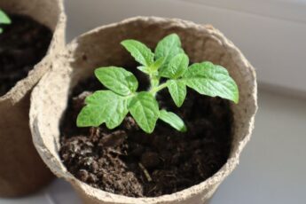 Бурштинова кислота для міцної розсади перцю та томатів