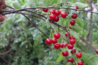 Чим підживлювати вишню протягом сезону