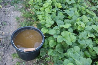 Чим підживити полуницю відразу після зими