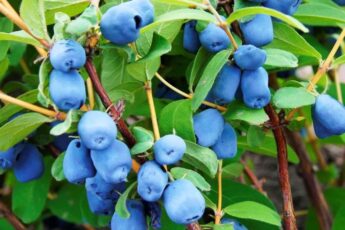 Чим підживити жимолость після сходу снігу