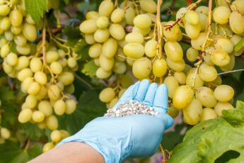 Чим удобрити виноград після зими