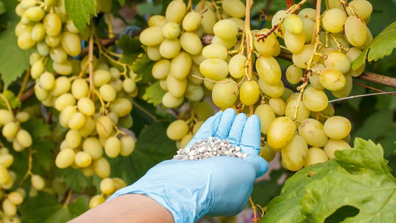 Чим удобрити виноград після зими